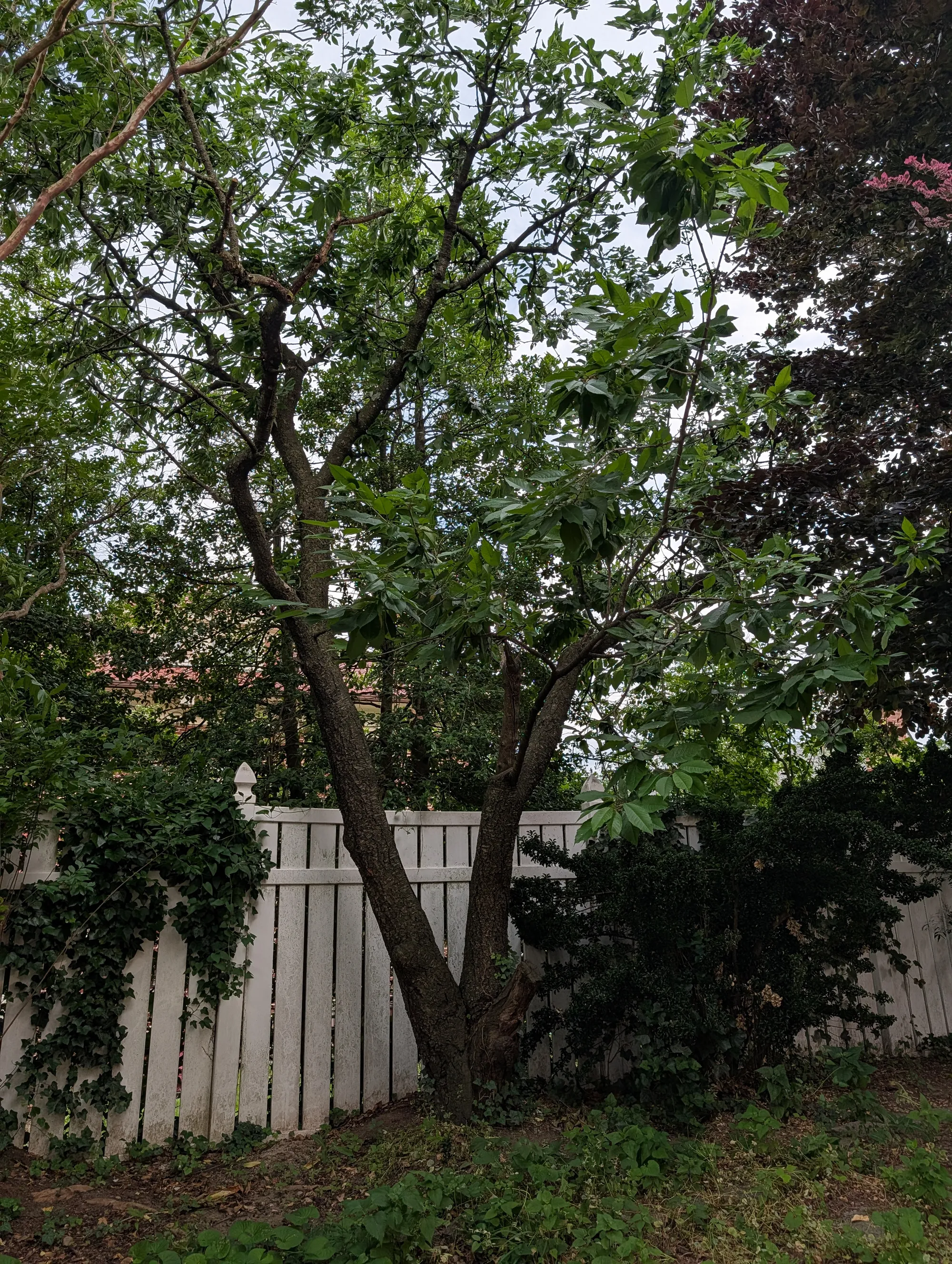 A second mature tree along the back yard fence line