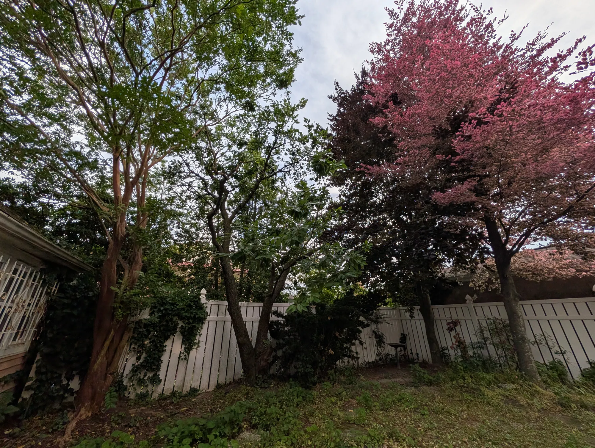 The fenced back yard ringed by mature trees